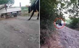 İneği kamyonetin arkasına bağlayıp sürükledi, vicdanları sızlatan görüntü