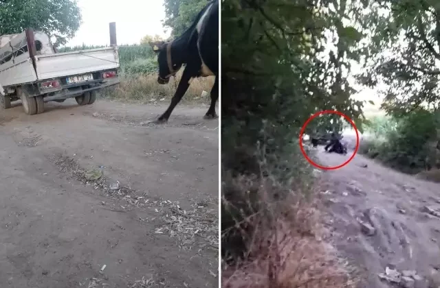İneği kamyonetin arkasına bağlayıp sürükledi, vicdanları sızlatan görüntü