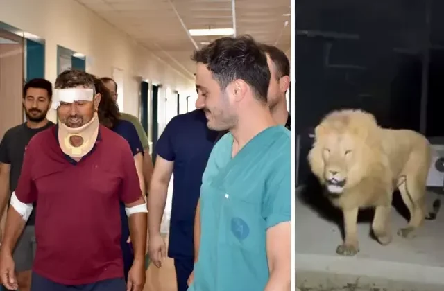 Aslan saldırısında yaralanan çiftçi Süleyman Kır: Aslana hakkımı helal ederim, bir suçu yok