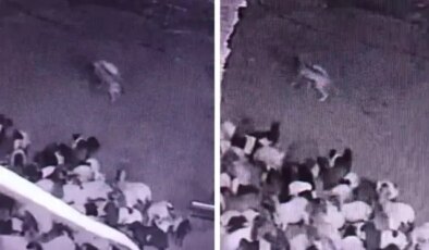 Batman’da sürüye kurt saldırısı! O anlar kameralarda