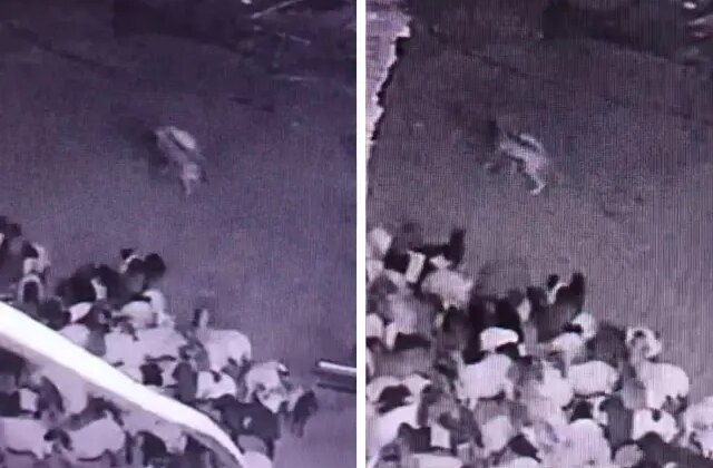 Batman’da sürüye kurt saldırısı! O anlar kameralarda
