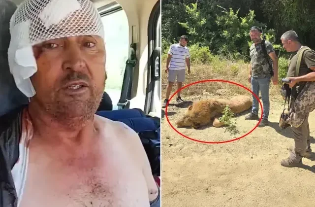 Manavgat’ta hayvan parkından kaçan aslan öldürüldü