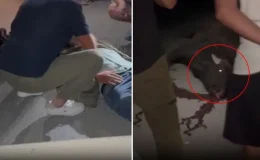 Manda aniden yola fırladı, ortalık kan gölüne döndü