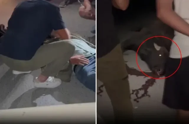 Manda aniden yola fırladı, ortalık kan gölüne döndü