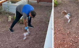 Mezarlığa gömülen köpek leşi ekipleri alarma geçirdi