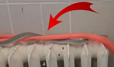 Restoranın tuvaletinde yılan bulundu