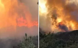 Sakarya’da orman yangını! Bir mahalle tahliye edildi