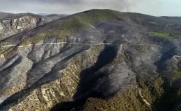 Sakarya’da orman yangınının neden olduğu tahribat havadan görüntülendi