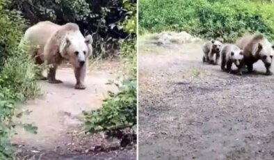 “Sakin olun saldırmaz” dedi, saniyeler sonra kabusu yaşadı