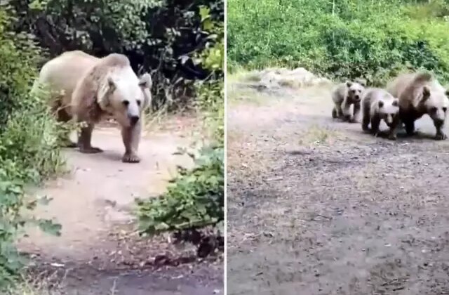 “Sakin olun saldırmaz” dedi, saniyeler sonra kabusu yaşadı