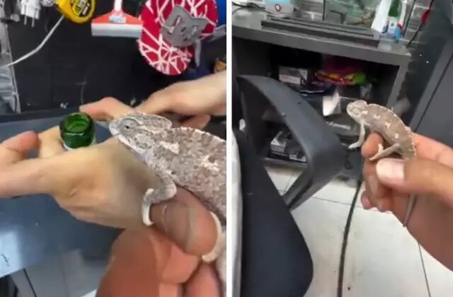 Sineklerle mücadele etmek için bukalemun beslemeye başladı