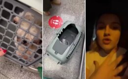 Uçağın kargo bölümüne verdiği evcil hayvanlarını görünce hayatının şokunu yaşadı