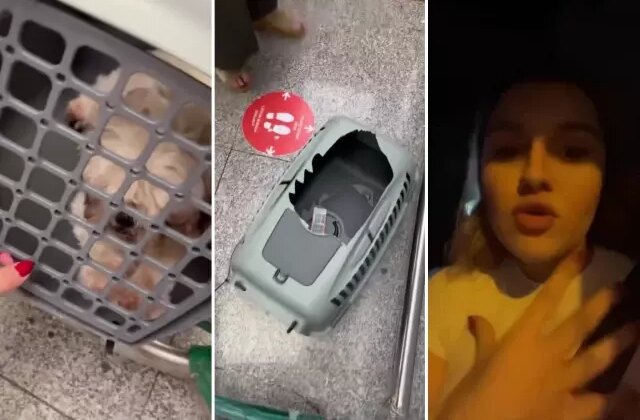 Uçağın kargo bölümüne verdiği evcil hayvanlarını görünce hayatının şokunu yaşadı