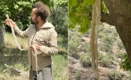 Ülkenin en zehirlisi! Öğretmen yürürken buldu