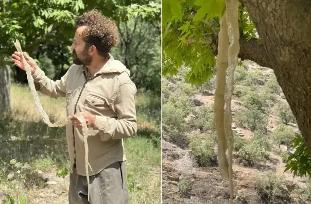 Ülkenin en zehirlisi! Öğretmen yürürken buldu