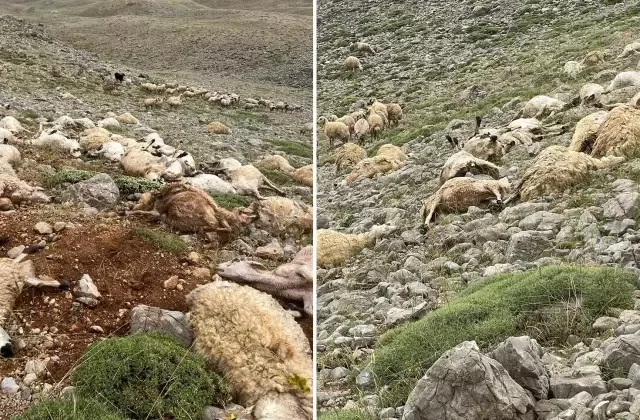 Yaylaya düşen yıldırım, 200 koyunu telef etti