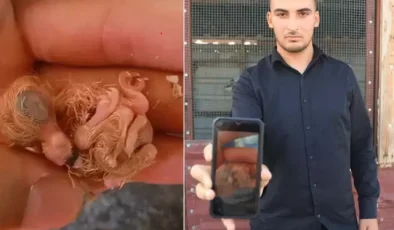 Kuşçu yumurtadan çıkan yavruyu görünce telefona sarıldı