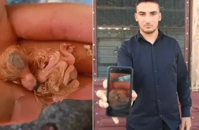 Kuşçu yumurtadan çıkan yavruyu görünce telefona sarıldı