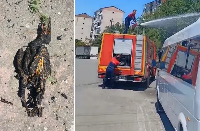 Yüksek gerilim hattına konan karga yangın çıkardı