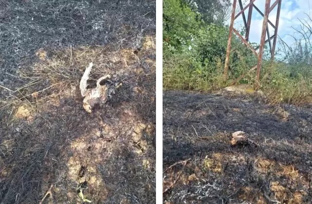 Yüksek gerilim hattına konan kuş yangına neden oldu