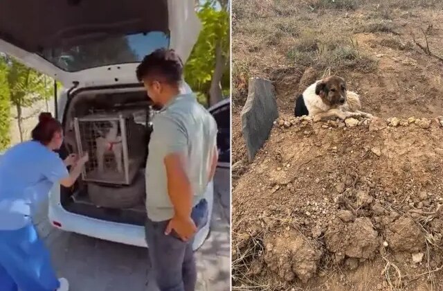 Ölen sahibinin mezarı başında 10 gün nöbet tuttu! Vefalı köpeğe ünlü sanatçı sahip çıktı