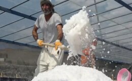 450 yıllık mucize! Dünyada sadece Kemah’ta var, 2 bin ton üretilecek