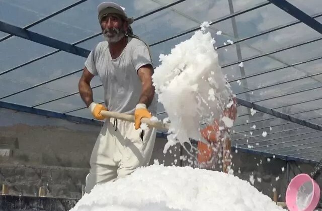 450 yıllık mucize! Dünyada sadece Kemah’ta var, 2 bin ton üretilecek