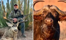 ABD’li milyarder avcı, 1.5 tonluk buffalo tarafından öldürüldü