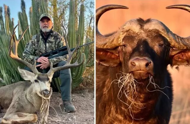 ABD’li milyarder avcı, 1.5 tonluk buffalo tarafından öldürüldü