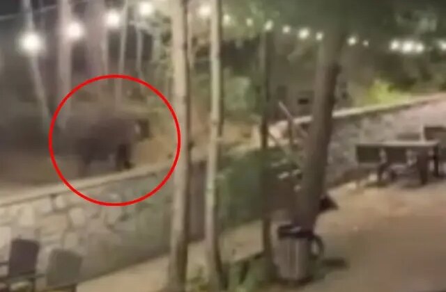 Ankara’da aç kalan ayı restoranı bastı