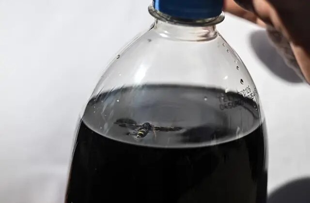 Marketten aldıkları kolanın içinden ölü arı çıktı