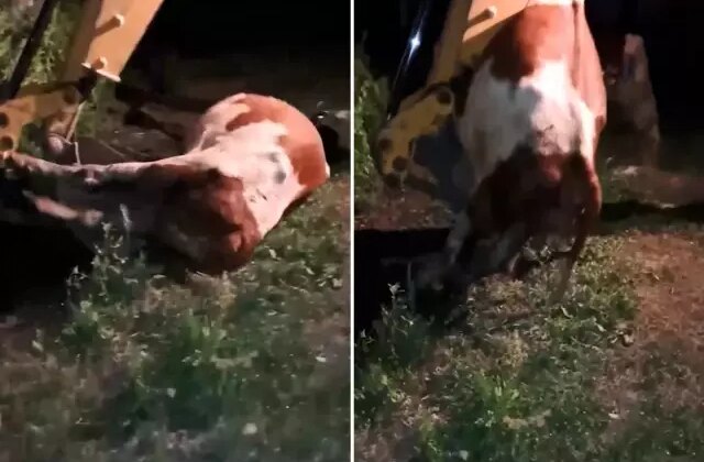 Ardahan’ın çöküşü! Gömülen sadece hayvanlar değil, umutlar ve emekler de toprağa karışıyor