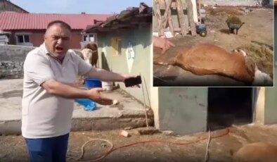 Ardahan’da durum vahim! 6 hayvanını kaybeden üretici ahırı gösterip isyan etti