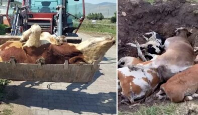 Ardahan’ın sessiz çığlığı! Ölen hayvan sayısı korkunç boyutlara ulaştı