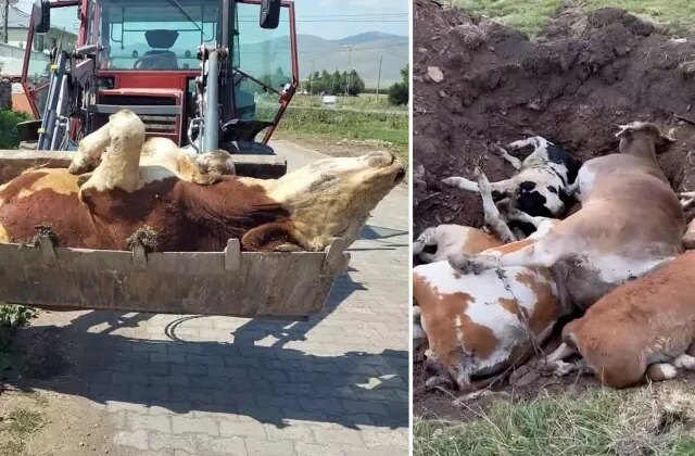 Ardahan’ın sessiz çığlığı! Ölen hayvan sayısı korkunç boyutlara ulaştı