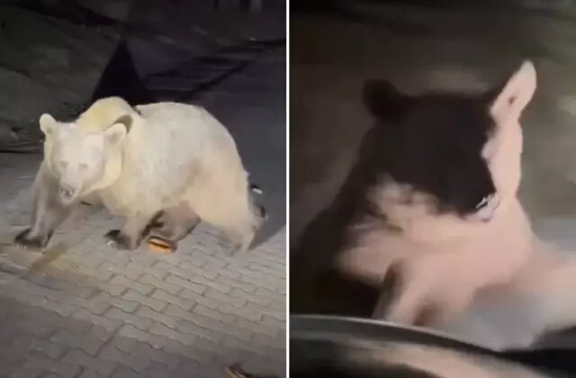 Ayılara yakından bakmak isterken saldırıya uğradı