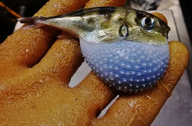 Balon balığı getirene adet başına 35 lira ödenecek