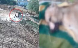 Bir köpeği işkenceyle katletti, diğerinin boğazını sıkıp derisini yüzdü