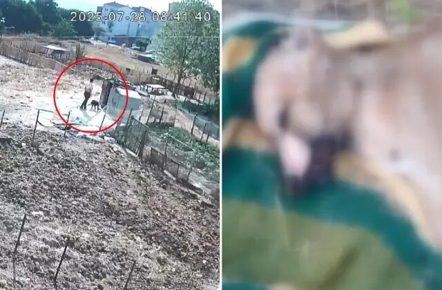 Bir köpeği işkenceyle katletti, diğerinin boğazını sıkıp derisini yüzdü