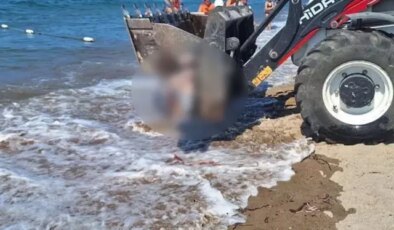 Bodrum’da ölü yunus sahile vurdu, turistler şok oldu
