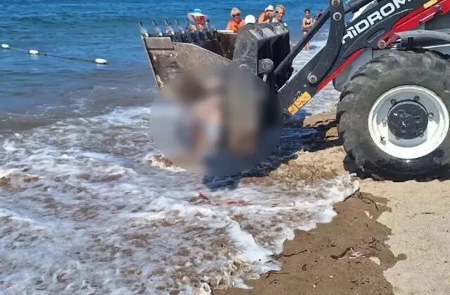 Bodrum’da ölü yunus sahile vurdu, turistler şok oldu