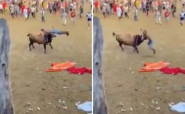Boğa güreşi festivalinde matador aldığı boynuz darbesi ile feci şekilde can verdi