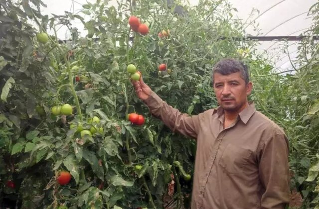 Bu mahallede toprak altın değerinde: 20 dekarlık seradan tonlarca ürün aldılar