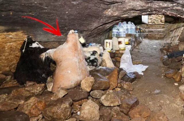 Bu peynir ne çürüyor ne kuruyor! 5 ay sonra mağaralardan şenlikle çıkarılacak