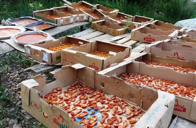 Bu sene verim yüksek! Van’da kayısının kilosu 300 TL’ye satılıyor