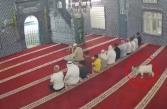 Mardin’de cemaat namaz kılarken camiye oğlak girdi