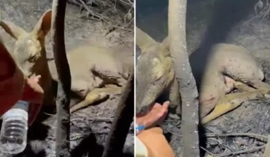Çanakkale’de yürekleri parçalayan görüntü