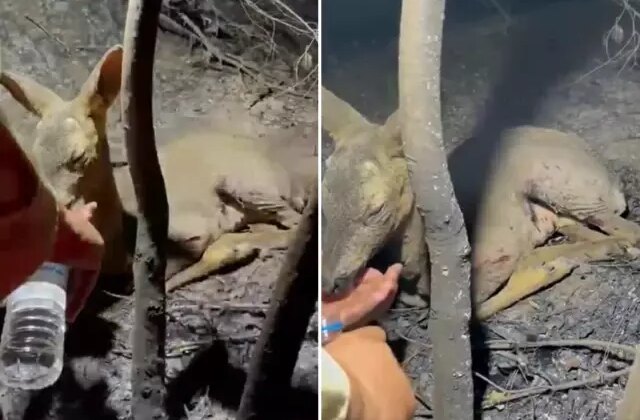 Çanakkale’de yürekleri parçalayan görüntü