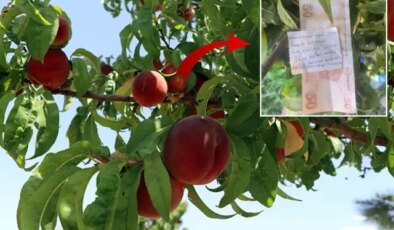 Canı çektiği için ağaçtan şeftali alan vatandaş, çiftçiye para ve not bıraktı