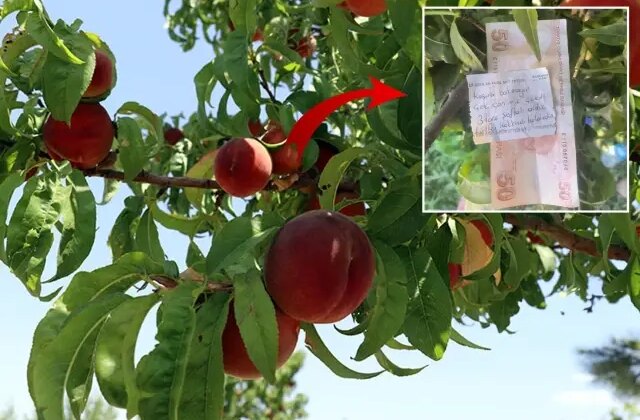 Canı çektiği için ağaçtan şeftali alan vatandaş, çiftçiye para ve not bıraktı
